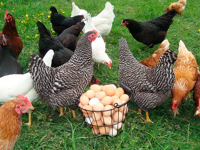 Содержание кур и уход за ними | ЗооТом - продажа, вязка и услуги для животных в Галиче