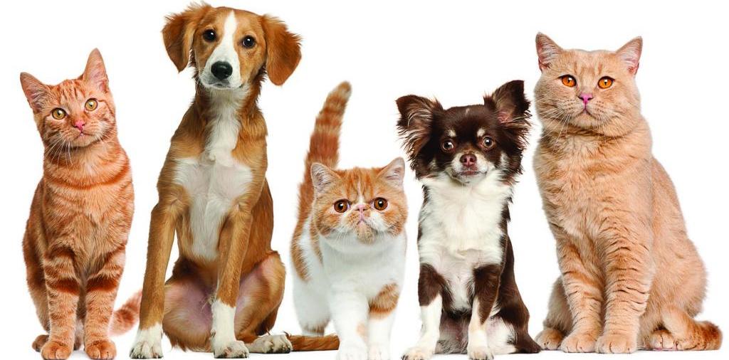 Доска объявлений о животных | ЗооТом - продажа, вязка и услуги для животных в Галиче