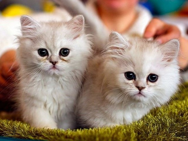 Породы кошек в Галиче | ЗооТом портал о животных