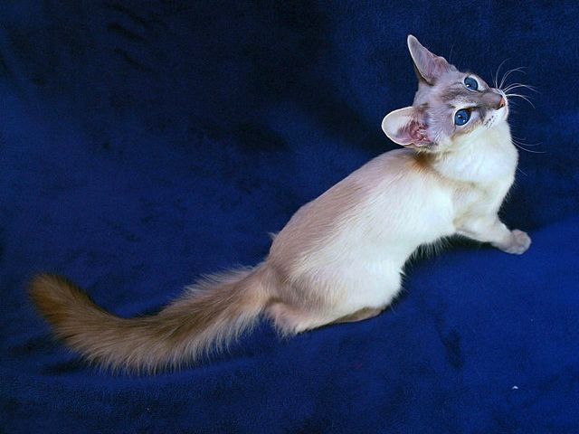 Выведенные породы кошек в Галиче | ЗооТом портал о животных