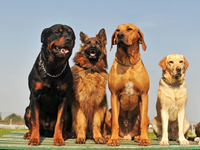 Крупные породы собак в Галиче | ЗооТом портал о животных